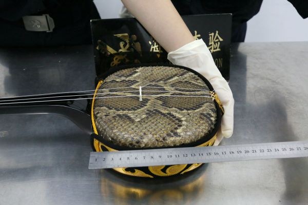 海关关员查验蛇皮蒙面乐器——乐器进口报关 CITES 濒危材质与 92 章税号