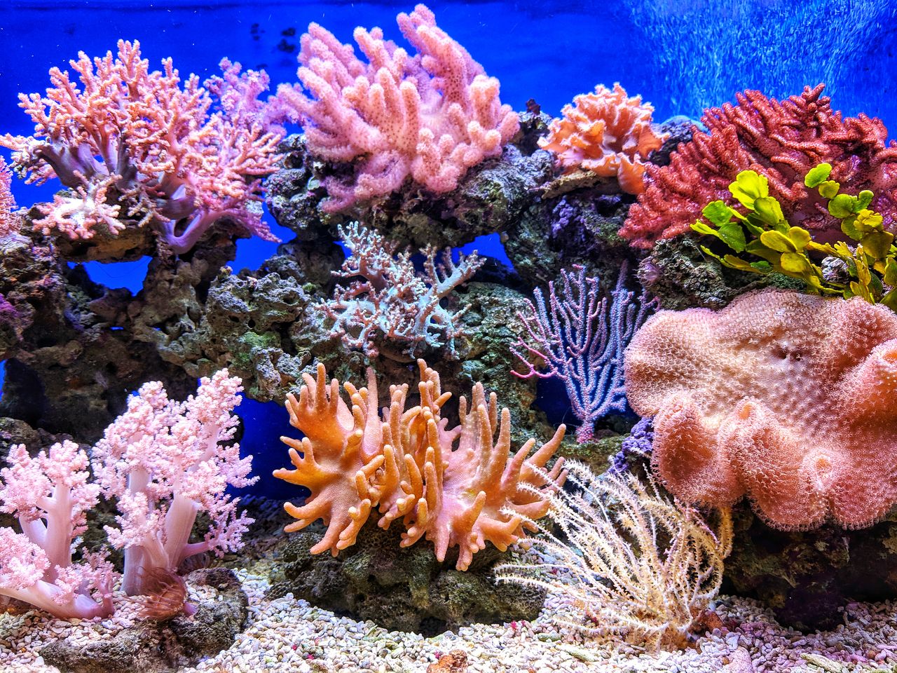 红珊瑚、砗磲等海洋濒危物种水族箱实拍——红珊瑚进口须按 CITES 附录级别与物种学名严格核验