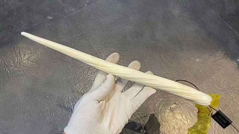戴手套展示的独角鲸鱼牙实物